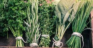 Camminate consapevoli e riconoscimento piante officinali spontanee
